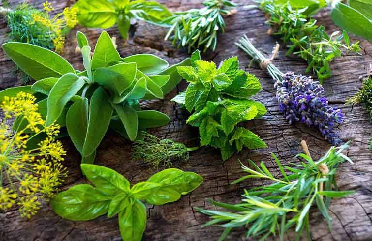Chữa trầm cảm bằng cây thuốc Nam