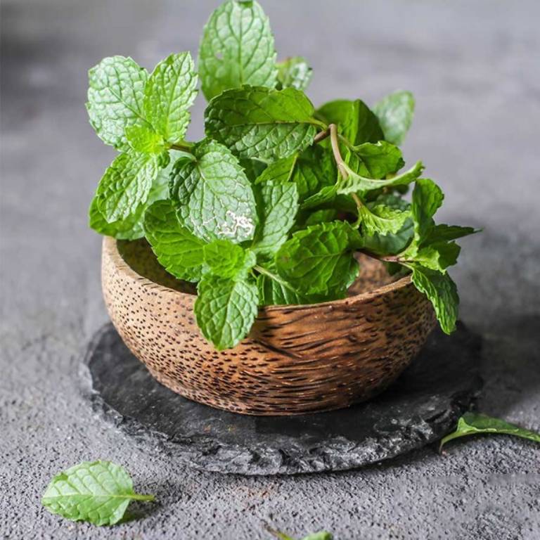 Chữa trầm cảm bằng cây thuốc Nam