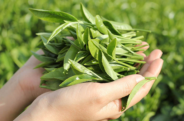 Cây thuốc nam chữa rối loạn lo âu Cây thuốc nam chữa rối loạn lo âu - Trà xanh