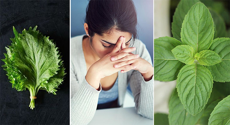 chữa rối loạn lo âu bằng thuốc nam Cây thuốc nam chữa rối loạn lo âu