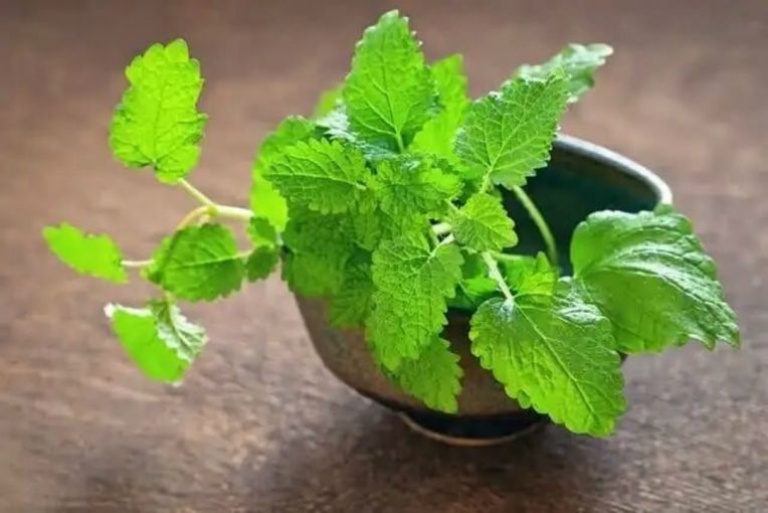 thảo dược giúp làm giảm căng thẳng