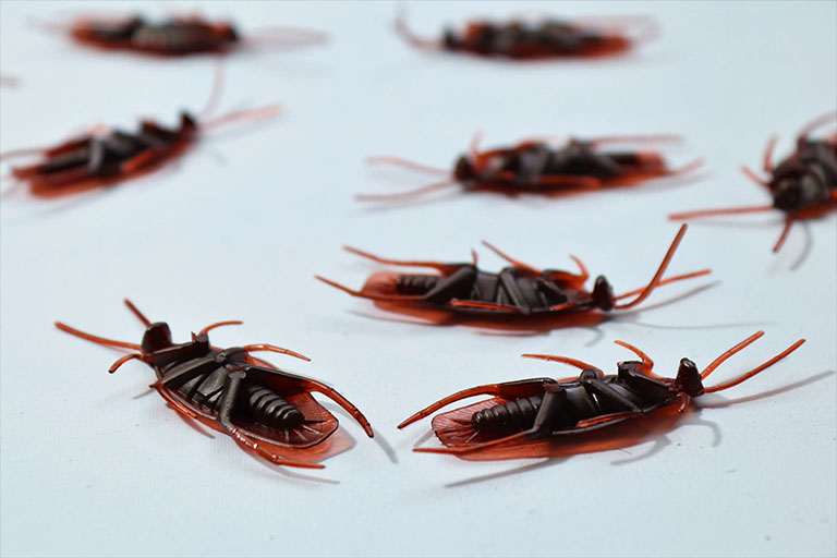 hội chứng sợ gián tại sao sợ gián