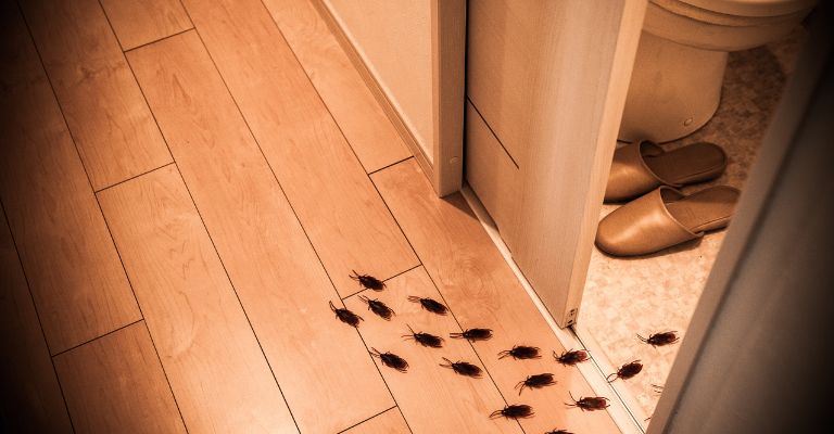 tự chữa hội chứng sợ gián tại nhà