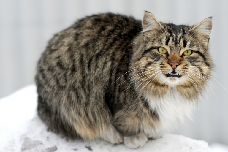 Ailurophobia