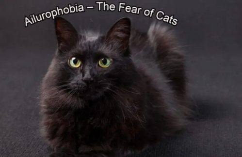 Ailurophobia