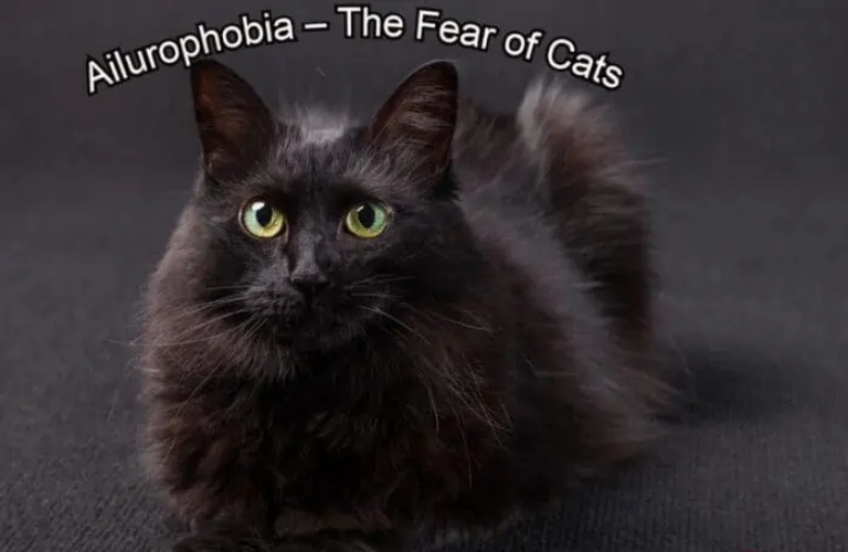 Ailurophobia