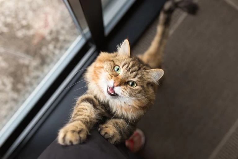 Ailurophobia