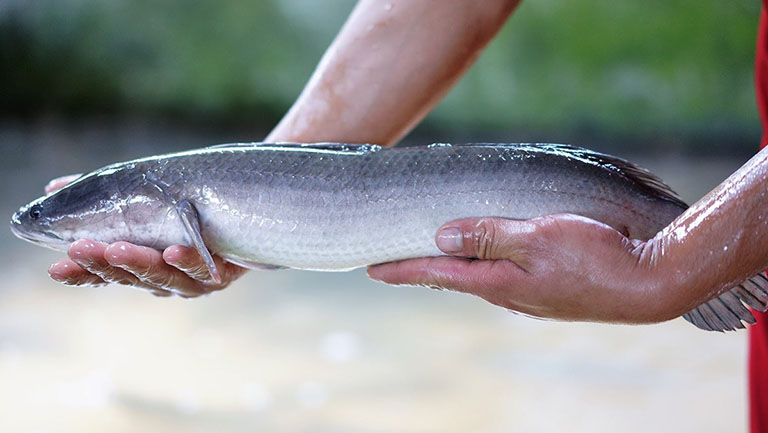 mẹo dân gian trị chậm nói cho trẻ bằng cá lóc