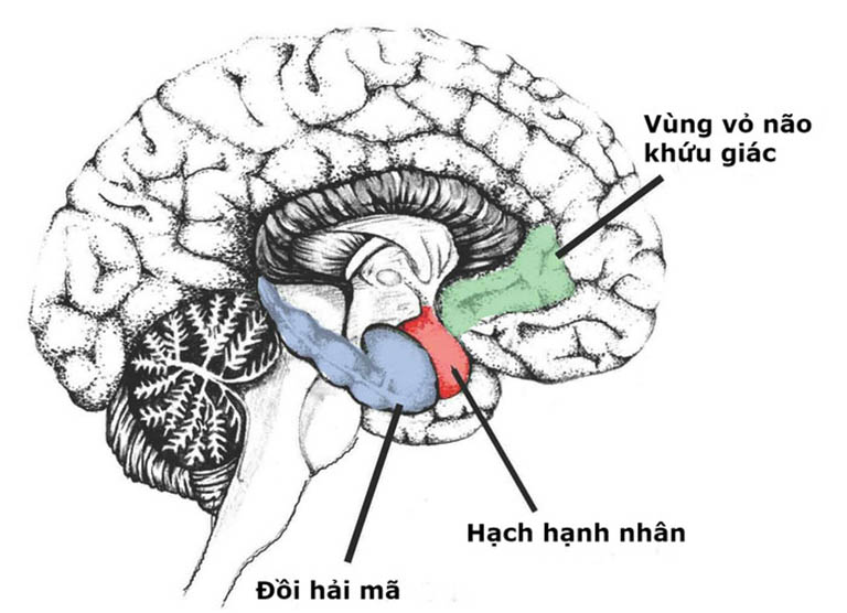 Rối loạn chức năng kiểm soát cảm xúc