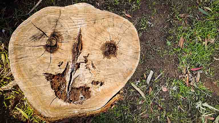 Pareidolia
