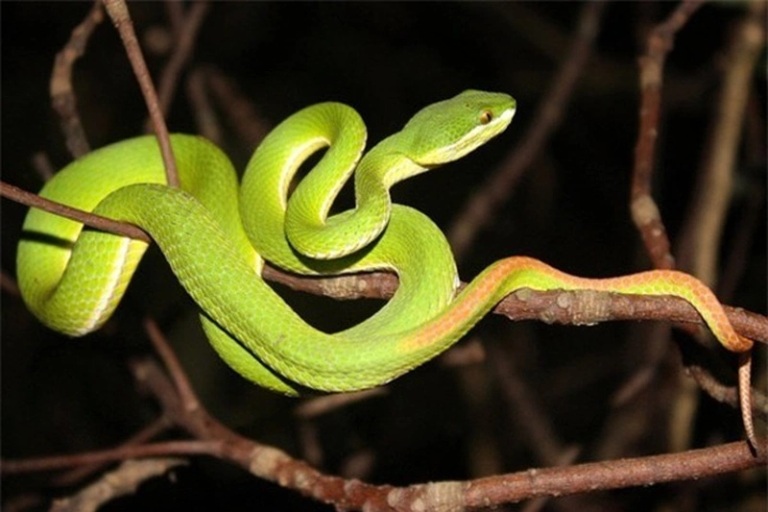 Hội chứng sợ rắn (ophidiophobia) là gì?
